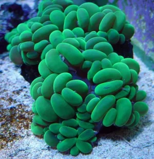 33.webp Green Bubble Coral