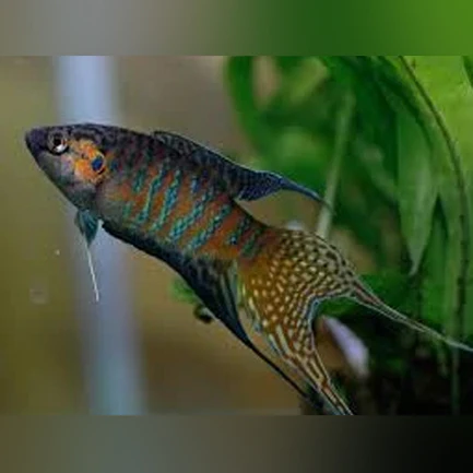 33-5.webp Paradise Fish