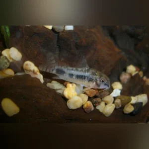 Pygmy Salt and Pepper Cory