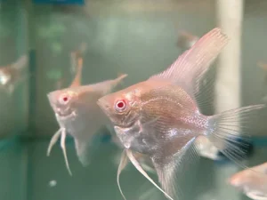 330.webp ALBINO Manacapuru Red Shoulder Angelfish