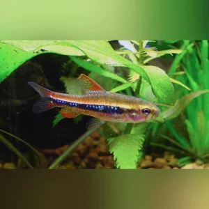 331.webp Weitzmani Tetra