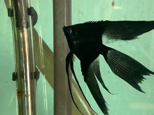 332.webp Pinoy Paraiba angelfish