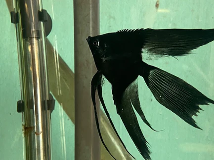 332.webp Pinoy Paraiba angelfish