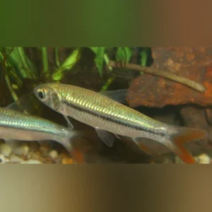 334.webp Golden Shark