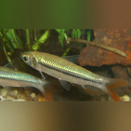 334.webp Golden Shark