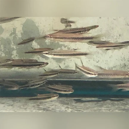 337.webp Copeina Splashing Tetra