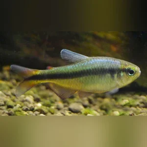 338.webp Blue Ribbon Tetra
