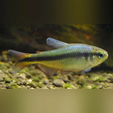 338.webp Blue Ribbon Tetra