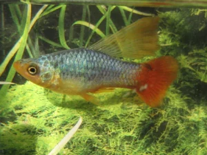 34-1-1.webp Blue Platy Variatus