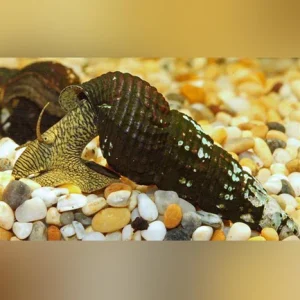 34-1.webp Yellow Rabbit Snail