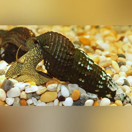 34-1.webp Yellow Rabbit Snail