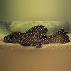 34-2-1.webp L-29 Vampire Pleco