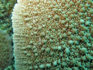 34.webp Green Danae Montipora Coral