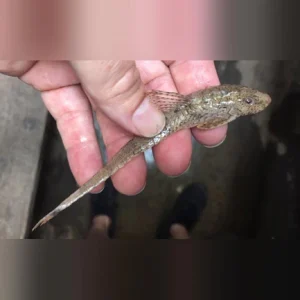 34-4.webp Whiptail Catfish