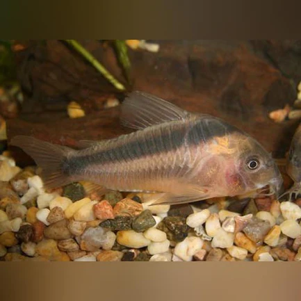 34-6.webp Rabauti Cory