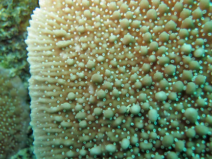34.webp Green Danae Montipora Coral