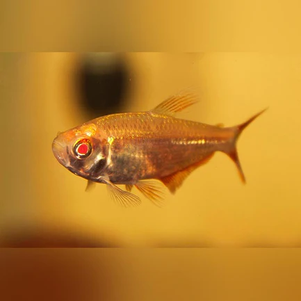 340.webp Albino Buenos Aires Tetra