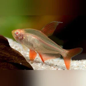 341.webp Albino Red Phantom Tetra