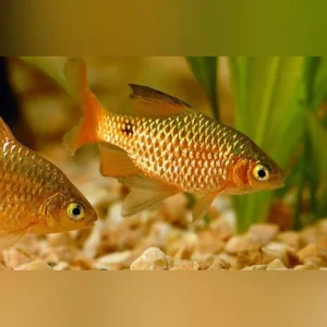 Long-Fin Male Rosy Barb