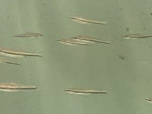 Three Lined Pencilfish