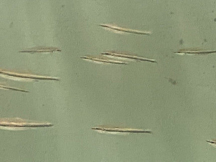 344.jpg Three Lined Pencilfish