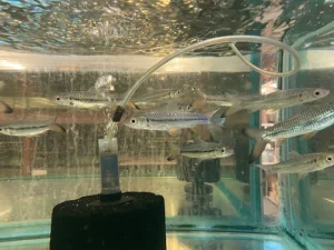 346.webp Pink Tail Shark