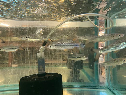 346.webp Pink Tail Shark