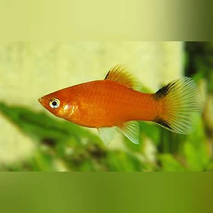 35-1-1.webp Red Comet Platy