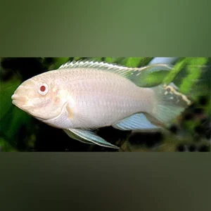 35-1.webp Kribensis Cichlid Albino