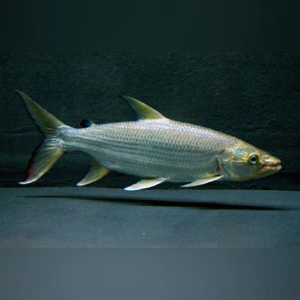 35-2.webp Tigerfish Goliath