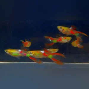 35-6.webp Red Lyretail Guppy (Pair)