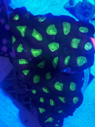 35.1.webp Green Favia Brain