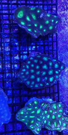 35.2.webp Green Favia Brain