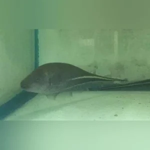 352.webp Goldline Knifefish