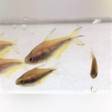 353.webp Yellow Emperor Tetra