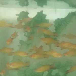 354.webp Twin Bar Marigold Swordtail