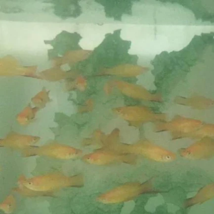 354.webp Twin Bar Marigold Swordtail