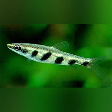 356.webp Espei Pencilfish