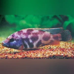 36-1.webp Livingstoni Cichlid