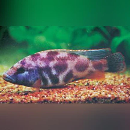 36-1.webp Livingstoni Cichlid