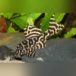 36-2-1.webp L-333 King Tiger Pleco