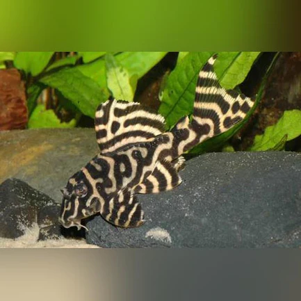 36-2-1.webp L-333 King Tiger Pleco