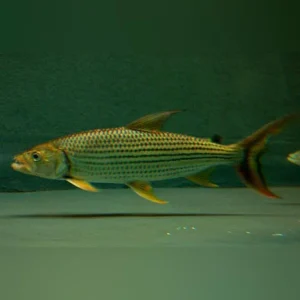 Tigerfish Vittatus