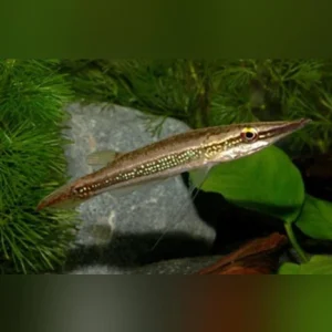 Green Marble Crocodile Pike