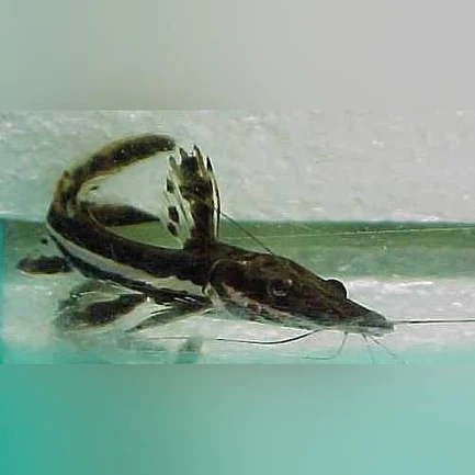 36-5.webp Tiger Shovelnose Catfish