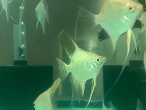 Bulgarian Seal Point Angelfish