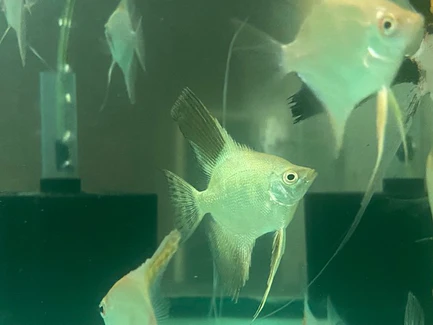 360.webp Bulgarian Seal Point Angelfish