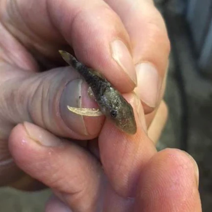 Orange Head Otocinclus
