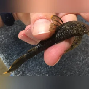 367.webp L-244 Orange Dumus Pleco