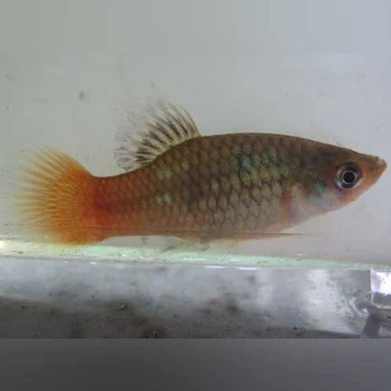 37-1-1.webp Fire and Ice Platy